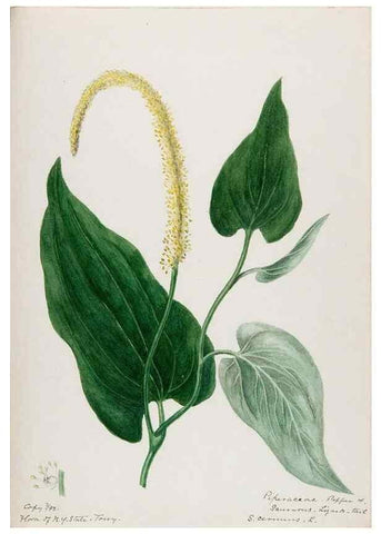 Reproducción/Reproduction 48787849881: [Water-color sketches of plants of North America and Europe]. . 