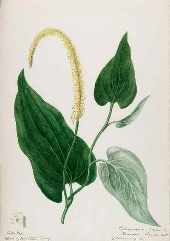 Reproducción/Reproduction 48787849881: [Water-color sketches of plants of North America and Europe]. . 