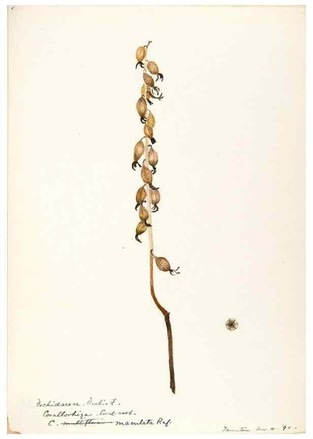 Reproducción/Reproduction 48787463768: [Water-color sketches of plants of North America and Europe]. . 