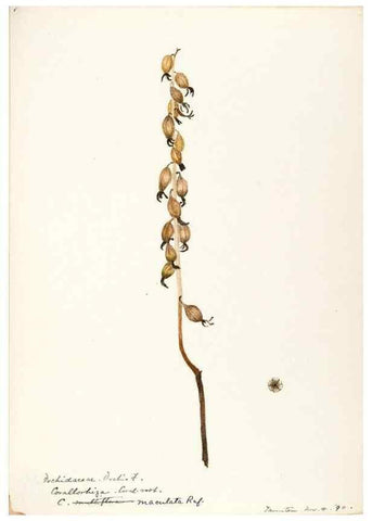 Reproducción/Reproduction 48787463768: [Water-color sketches of plants of North America and Europe]. . 