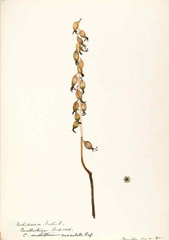 Reproducción/Reproduction 48787463768: [Water-color sketches of plants of North America and Europe]. . 
