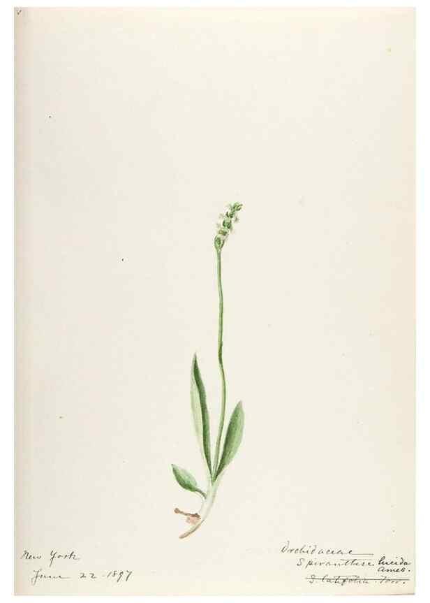 Reproducción/Reproduction 48787970397: [Water-color sketches of plants of North America and Europe]. . 