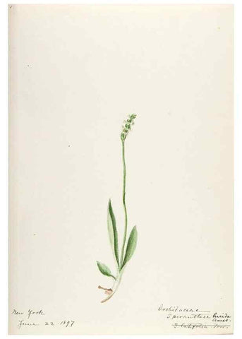 Reproducción/Reproduction 48787970397: [Water-color sketches of plants of North America and Europe]. . 