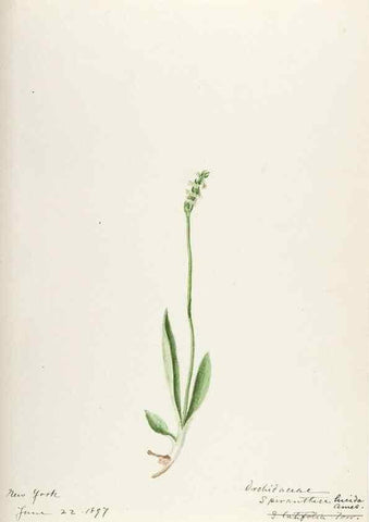 Reproducción/Reproduction 48787970397: [Water-color sketches of plants of North America and Europe]. . 