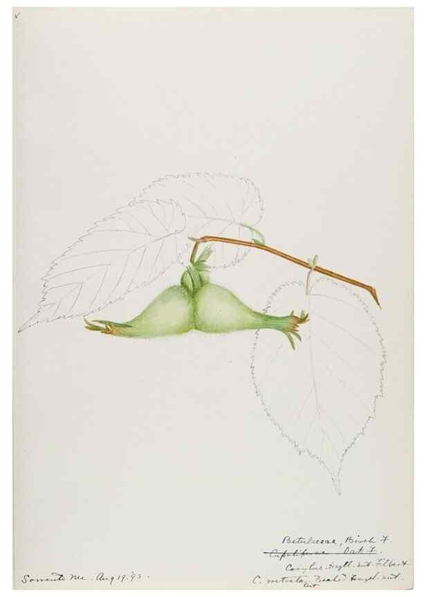 Reproducción/Reproduction 48787494993: [Water-color sketches of plants of North America and Europe]. . 