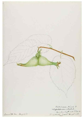 Reproducción/Reproduction 48787494993: [Water-color sketches of plants of North America and Europe]. . 