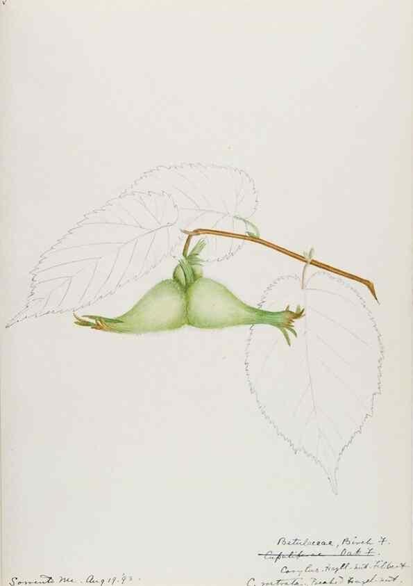 Reproducción/Reproduction 48787494993: [Water-color sketches of plants of North America and Europe]. . 