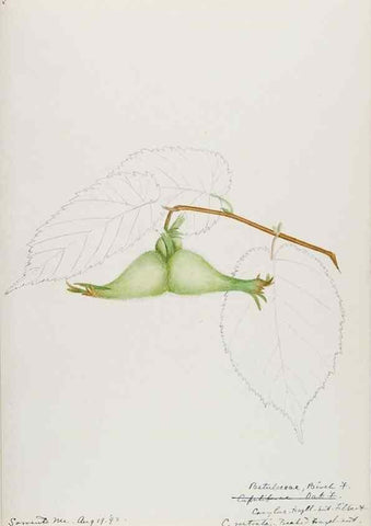 Reproducción/Reproduction 48787494993: [Water-color sketches of plants of North America and Europe]. . 