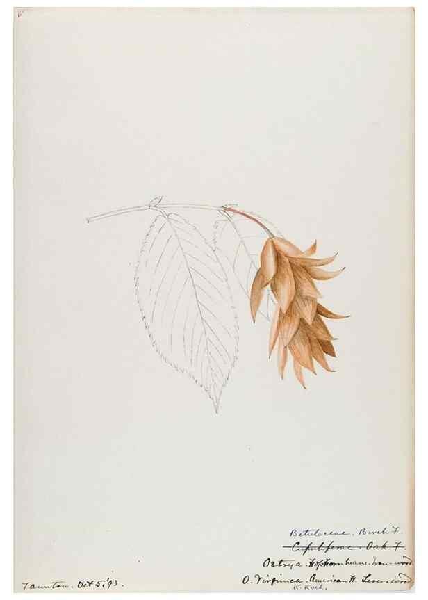 Reproducción/Reproduction 48787856546: [Water-color sketches of plants of North America and Europe]. . 