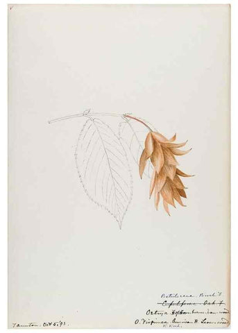 Reproducción/Reproduction 48787856546: [Water-color sketches of plants of North America and Europe]. . 