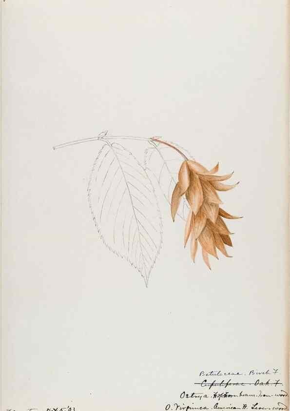 Reproducción/Reproduction 48787856546: [Water-color sketches of plants of North America and Europe]. . 