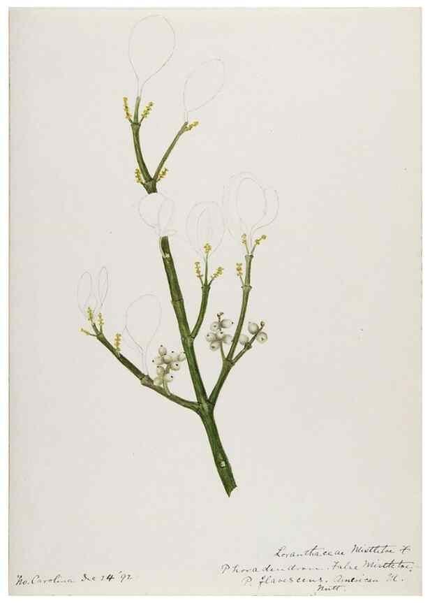 Reproducción/Reproduction 48788014772: [Water-color sketches of plants of North America and Europe]. . 