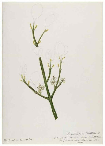 Reproducción/Reproduction 48788014772: [Water-color sketches of plants of North America and Europe]. . 