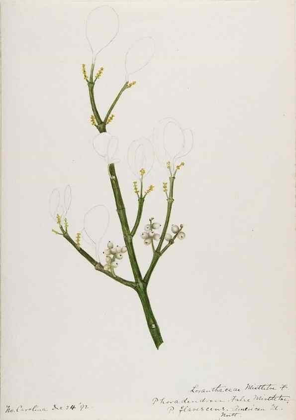 Reproducción/Reproduction 48788014772: [Water-color sketches of plants of North America and Europe]. . 