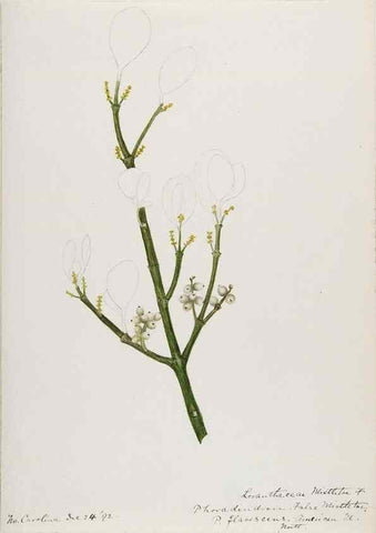 Reproducción/Reproduction 48788014772: [Water-color sketches of plants of North America and Europe]. . 