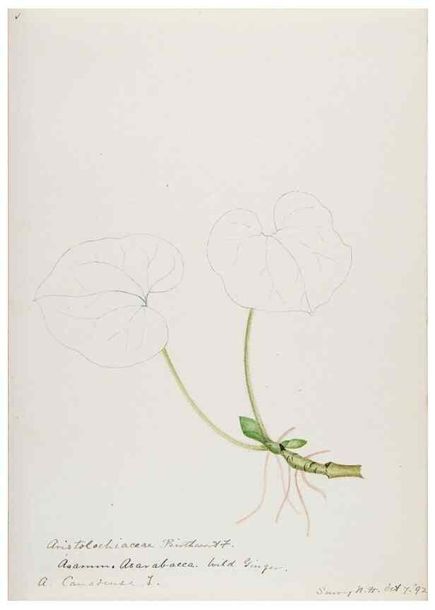 Reproducción/Reproduction 48787865621: [Water-color sketches of plants of North America and Europe]. . 