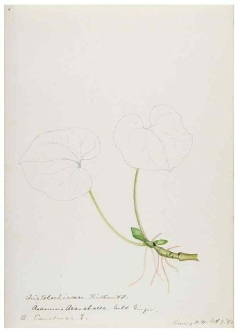 Reproducción/Reproduction 48787865621: [Water-color sketches of plants of North America and Europe]. . 