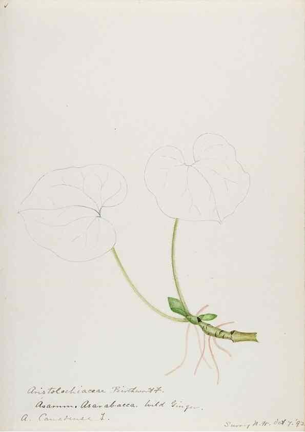 Reproducción/Reproduction 48787865621: [Water-color sketches of plants of North America and Europe]. . 