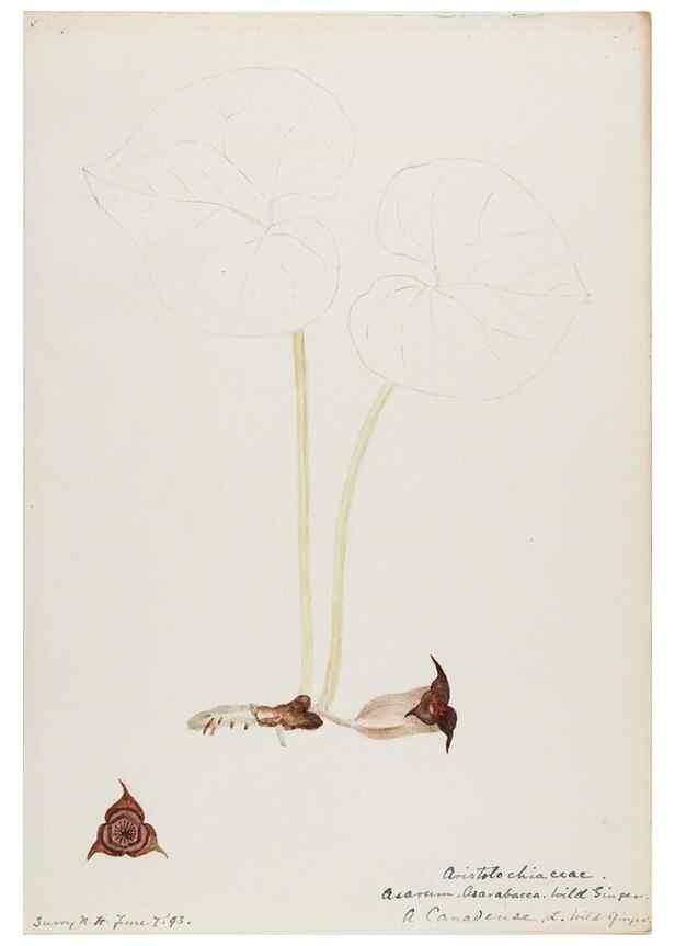 Reproducción/Reproduction 48788015402: [Water-color sketches of plants of North America and Europe]. . 