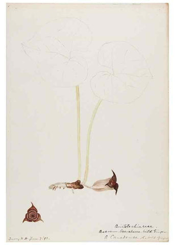 Reproducción/Reproduction 48788015402: [Water-color sketches of plants of North America and Europe]. . 