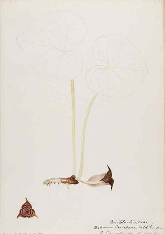Reproducción/Reproduction 48788015402: [Water-color sketches of plants of North America and Europe]. . 