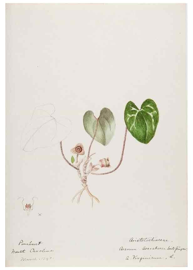 Reproducción/Reproduction 48787504718: [Water-color sketches of plants of North America and Europe]. . 