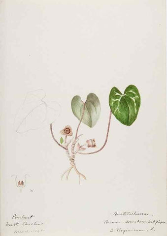 Reproducción/Reproduction 48787504718: [Water-color sketches of plants of North America and Europe]. . 