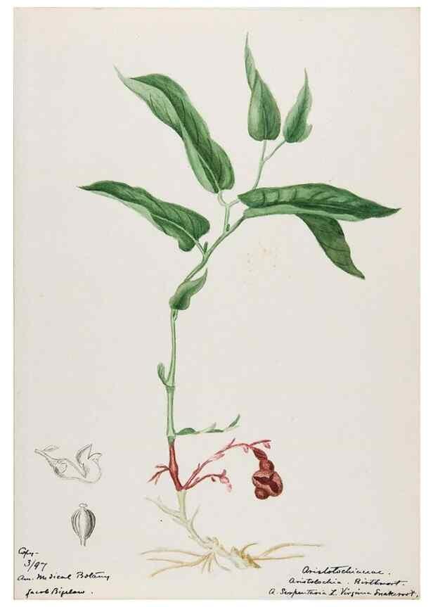Reproducción/Reproduction 48788016132: [Water-color sketches of plants of North America and Europe]. . 