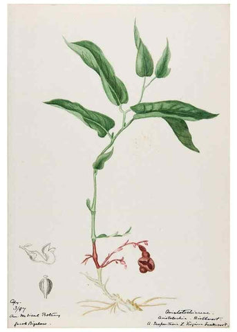 Reproducción/Reproduction 48788016132: [Water-color sketches of plants of North America and Europe]. . 