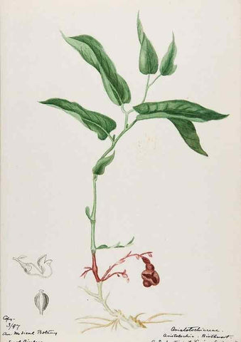 Reproducción/Reproduction 48788016132: [Water-color sketches of plants of North America and Europe]. . 