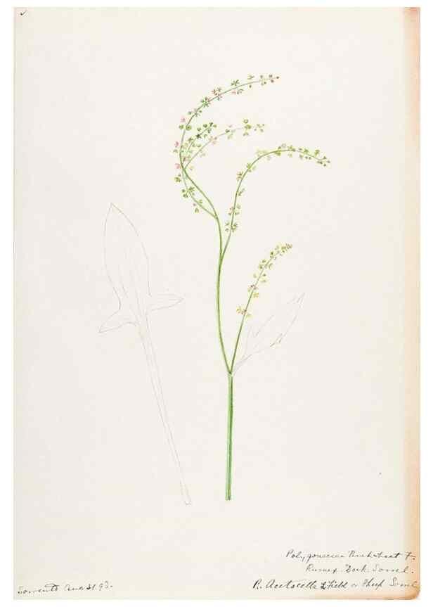 Reproducción/Reproduction 48788131952: [Water-color sketches of plants of North America and Europe]. . 