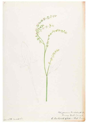 Reproducción/Reproduction 48788131952: [Water-color sketches of plants of North America and Europe]. . 