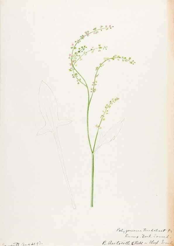 Reproducción/Reproduction 48788131952: [Water-color sketches of plants of North America and Europe]. . 