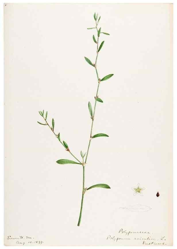 Reproducción/Reproduction 48787621328: [Water-color sketches of plants of North America and Europe]. . 