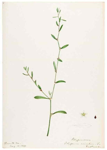 Reproducción/Reproduction 48787621328: [Water-color sketches of plants of North America and Europe]. . 