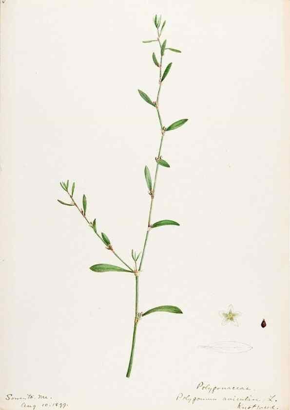 Reproducción/Reproduction 48787621328: [Water-color sketches of plants of North America and Europe]. . 