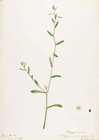 Reproducción/Reproduction 48787621328: [Water-color sketches of plants of North America and Europe]. . 