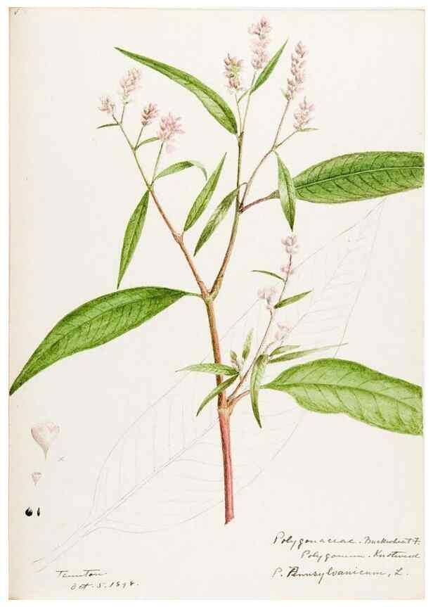 Reproducción/Reproduction 48788133017: [Water-color sketches of plants of North America and Europe]. . 