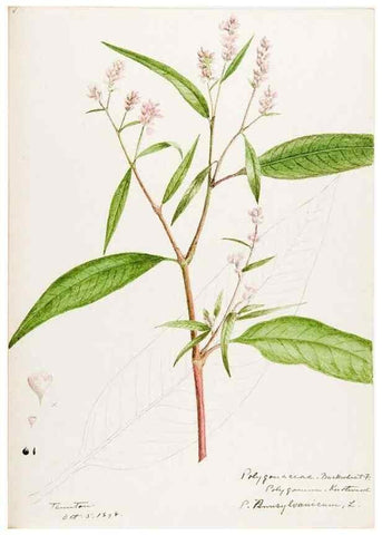 Reproducción/Reproduction 48788133017: [Water-color sketches of plants of North America and Europe]. . 