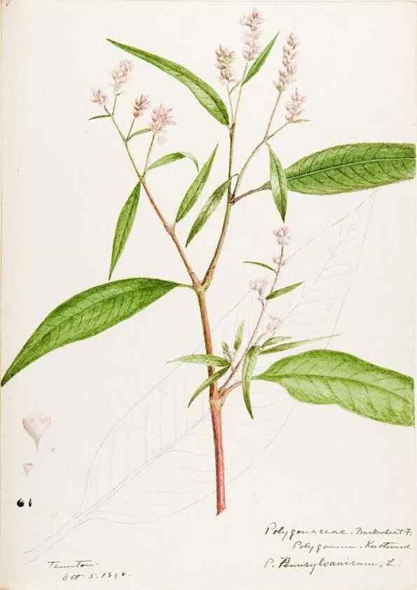 Reproducción/Reproduction 48788133017: [Water-color sketches of plants of North America and Europe]. . 
