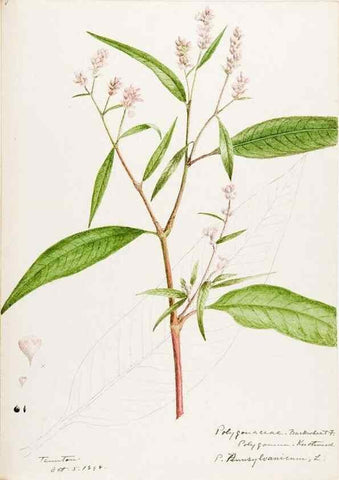 Reproducción/Reproduction 48788133017: [Water-color sketches of plants of North America and Europe]. . 