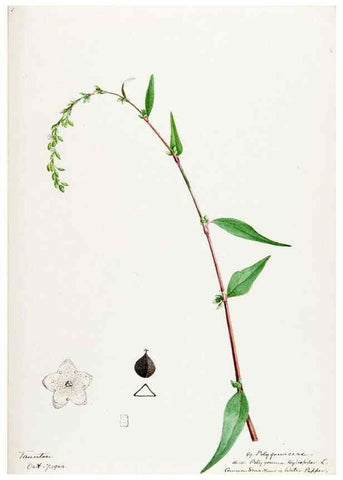 Reproducción/Reproduction 48788133427: [Water-color sketches of plants of North America and Europe]. . 