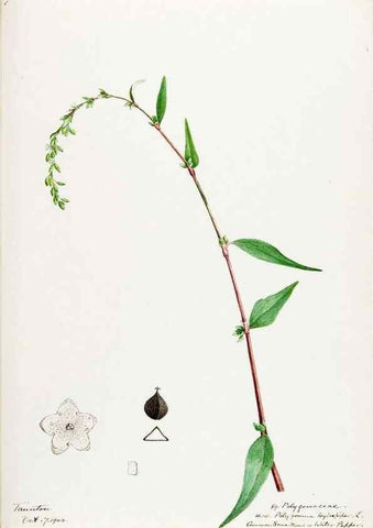 Reproducción/Reproduction 48788133427: [Water-color sketches of plants of North America and Europe]. . 