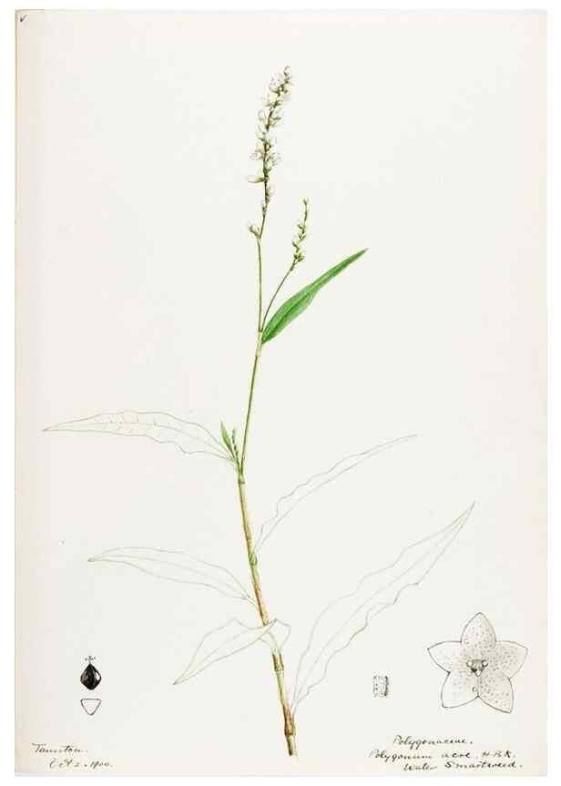 Reproducción/Reproduction 48787985561: [Water-color sketches of plants of North America and Europe]. . 