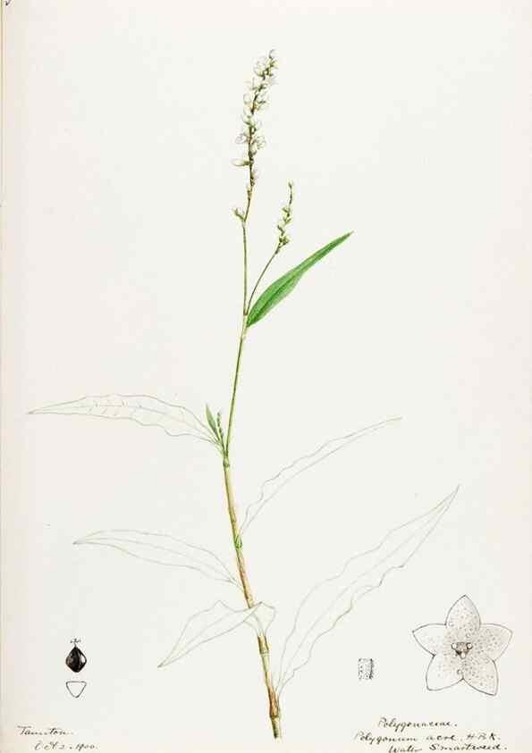 Reproducción/Reproduction 48787985561: [Water-color sketches of plants of North America and Europe]. . 