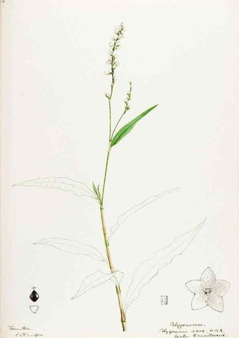 Reproducción/Reproduction 48787985561: [Water-color sketches of plants of North America and Europe]. . 