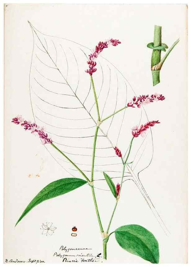 Reproducción/Reproduction 48787986011: [Water-color sketches of plants of North America and Europe]. . 