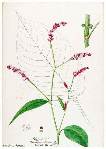 Reproducción/Reproduction 48787986011: [Water-color sketches of plants of North America and Europe]. . 