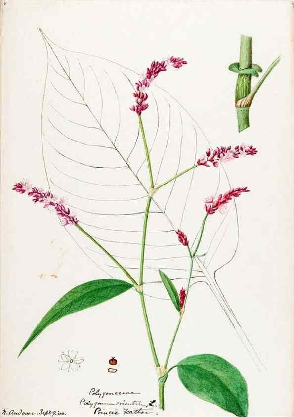Reproducción/Reproduction 48787986011: [Water-color sketches of plants of North America and Europe]. . 