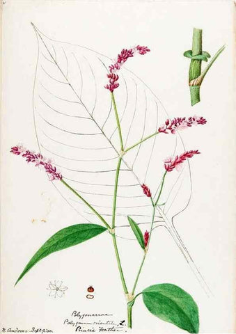 Reproducción/Reproduction 48787986011: [Water-color sketches of plants of North America and Europe]. . 